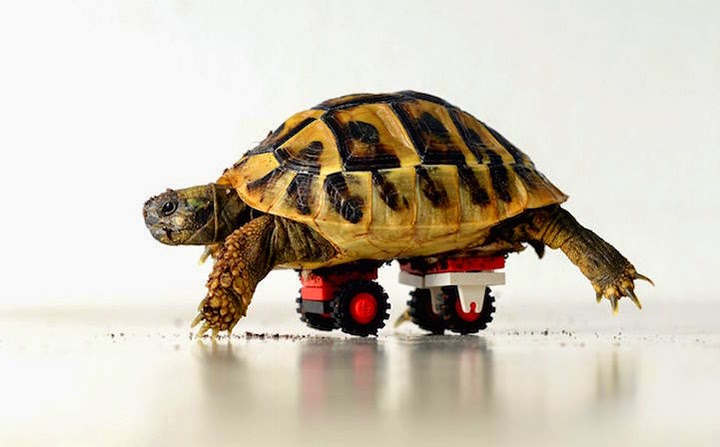 Tortoise Seen On www.coolpicturegallery.us Tortoise Seen On www.coolpicturegallery.us